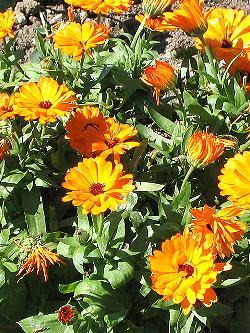 Ringelblume im Kräutergarten