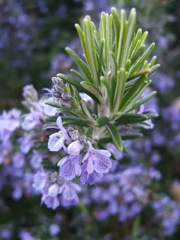 Rosmarin (Rosmarinus officinalis)