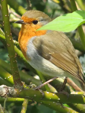 Rotkehlchen (Erithacus rubecula) mit orangerot gefärbter Brust, sitzend auf einem Zweig im Inneren einer dichten Hecke.