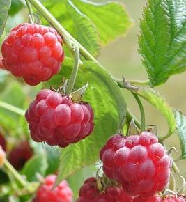 Rubus idaeus Rumiloba 