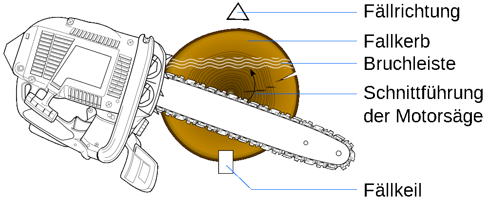 Schnittführung beim Baum fällen