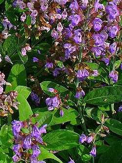 Salbei, Salvia officinalis