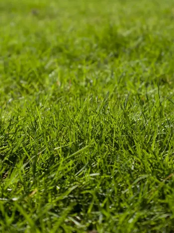Makrofotografie von einem sattgrünem Rasen - Zum vergrößern klicken Makrofotografie von einem sattgrünem Rasen