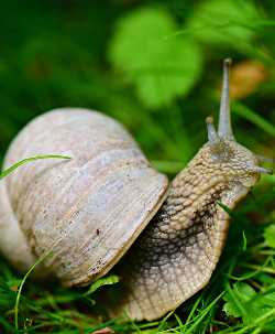 Schnecke im Garten