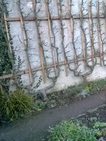 Spalierobst (Apfel) an einer nördlichen Gartenmauer - Zum vergrößern klicken Spalierobst (Apfel) an einer nördlichen Gartenmauer