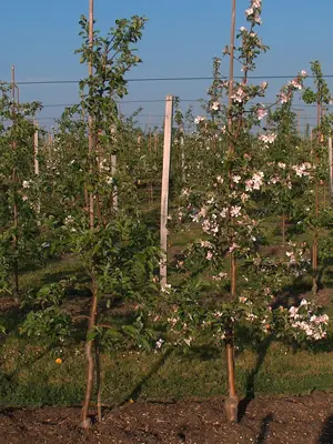 Schlanke Spindelbäume