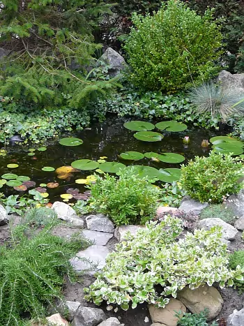 Naturnaher Gartenteich mit Seerose, umgeben von Natursteinen, immergrünen Sträuchern und Bodendecker-Pflanzen.