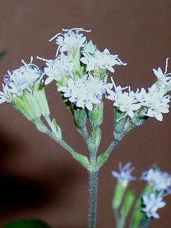 Stevia rebaudiana Blüte