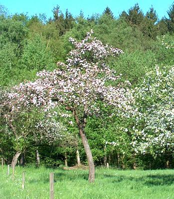 Streuobstwiese 