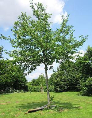 Süßkirschbaum