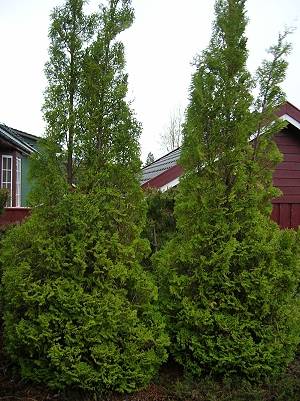 Thuja occidentalis