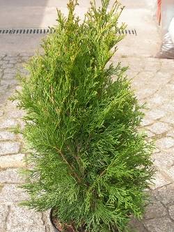 Thuja occidentalis 'smaragd'