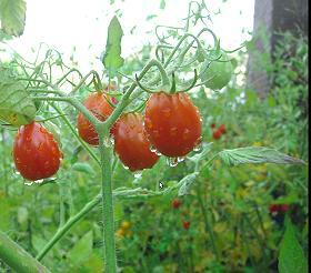 Tomaten auf dem Balkon