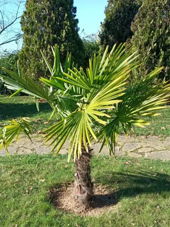 Kombination von Pflanzen und Gartenmöbeln für ein gemütliches Ambiente