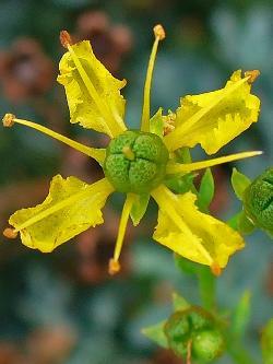 Currykraut, Helichrysum italicum
