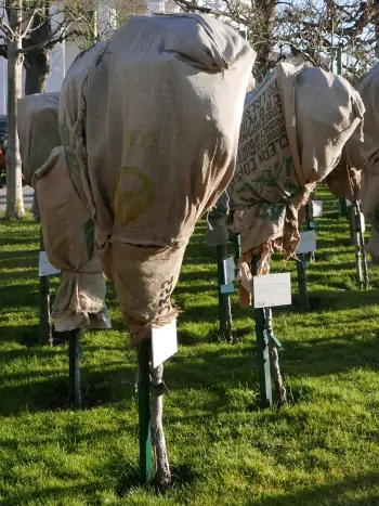 Winterschutz von Stammrosen