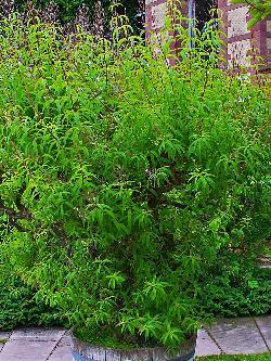 Aloysia citrodora, Zitronenstrauch, Zitronenverbene
