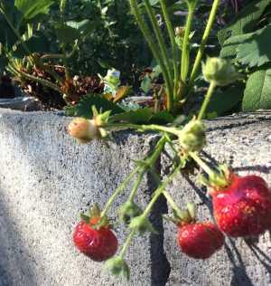 Hochbeet mit Erdbeeren