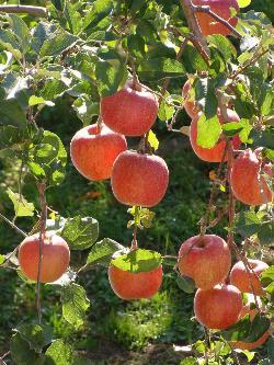 Apfel Malus pumila