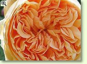 Crown Princess Margareta