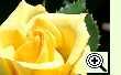 Rose Duftgold
