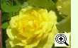Rose Friesia