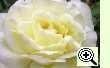 Rose Karl Heinz Hanisch