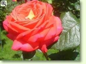 Rosa 'Königin der Rosen'