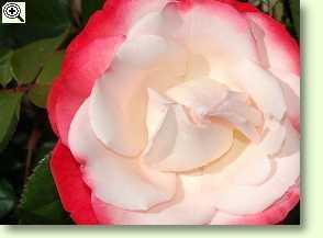 Nostalgie Rose