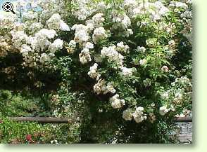 Rambling Rector, Hill 1912