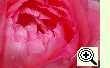 Rose Aachener Dom