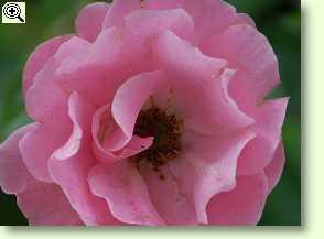 Rosa Sommerwind
