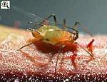 Die Große Rosenblattlaus (Macrosiphum rosei)