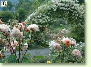 Crown Princess Margareta