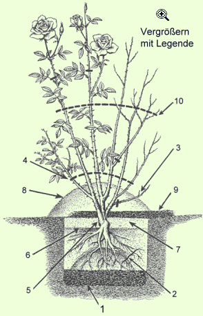 Rosen richtig einpflanzen