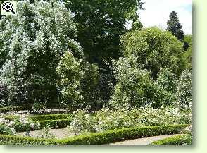 Rosen im botanischen Garten von Madrid