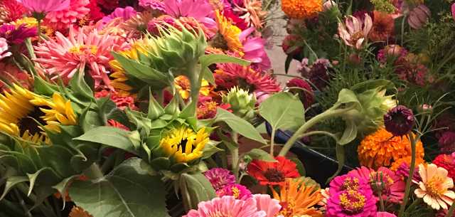 Garten mit Sommerblumen