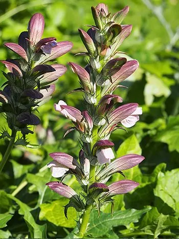 Akanthus (Acanthus mollis): aufrechte Blütenähren mit weißen Blüten unter purpurfarbenen, helmartigen Hochblättern zwischen großen, gelappten Blättern