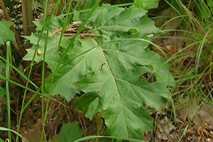 Blatt der Akanthus, Acanthus mollis