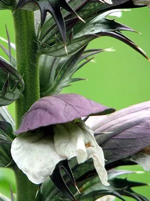Blüte des Akanthus (Acanthus mollis): weiße Lippe unter einem purpurn überlaufenen Kelchblatt, darüber stachelige Hochblätter am behaarten Blütenstandsschaft