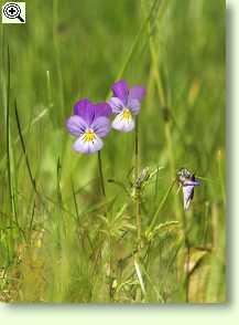 Wildes Stiefmütterchen, Acker-Stiefmütterchen