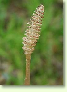 Ackerschachtelhalm / Equisetum arvense