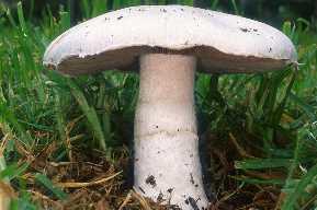 Vitalpilz, Agaricus campestris