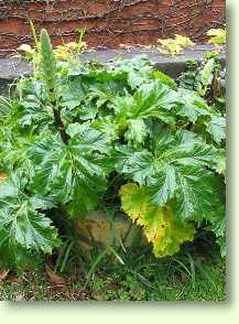 Acanthus mollis / Bärenklau