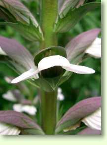 Acanthus mollis