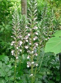 Acanthus mollis