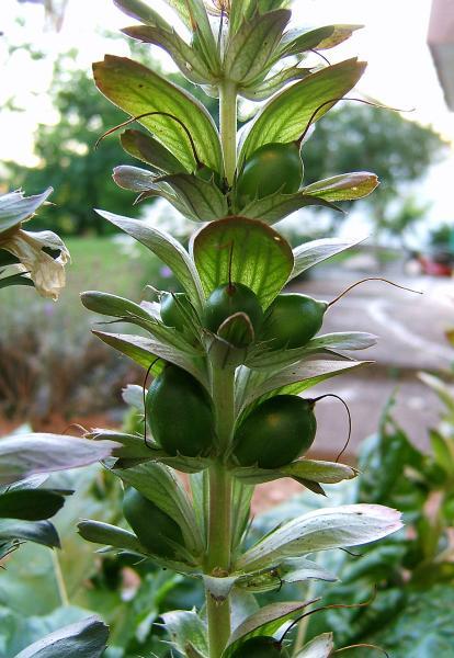 Akanthus Heilpflanze der Volksmedizin