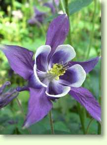 Akelei - Aquilegia vulgaris