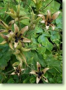 Akelei - Aquilegia vulgaris