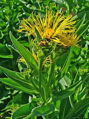 Echter Alant (Inula helenium): gelbe Blütenköpfe mit schmalen Zungenblüten und Knospen über länglichen, gezähnten Blättern